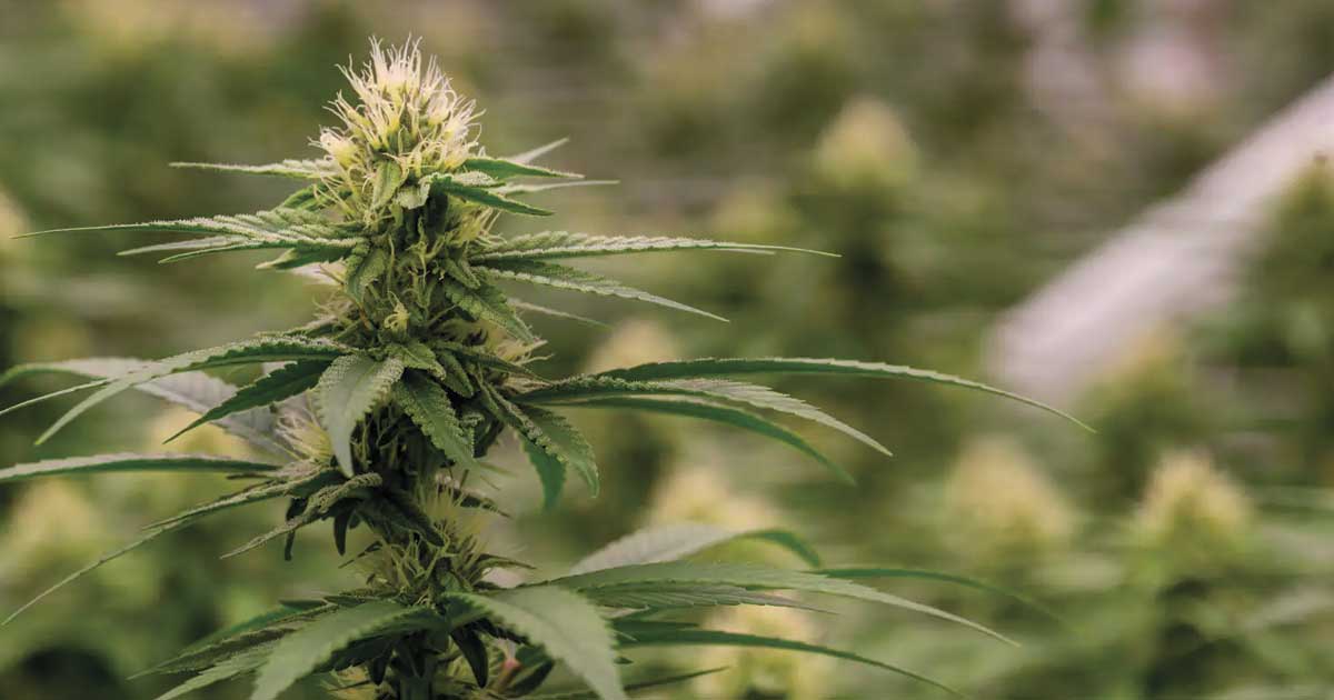 Colombia herintroduceert legalisering cannabis