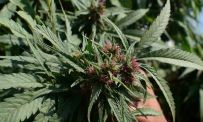 Regelgevende instantie voor cannabis in Pakistan