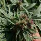 Regelgevende instantie voor cannabis in Pakistan