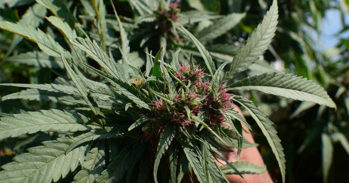Regelgevende instantie voor cannabis in Pakistan