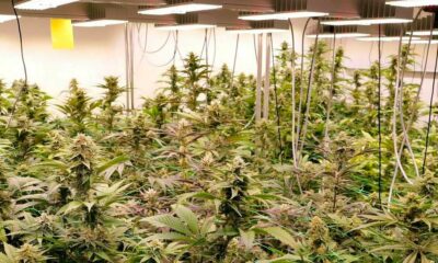 Proefproject voor recreatieve cannabis in Duitsland