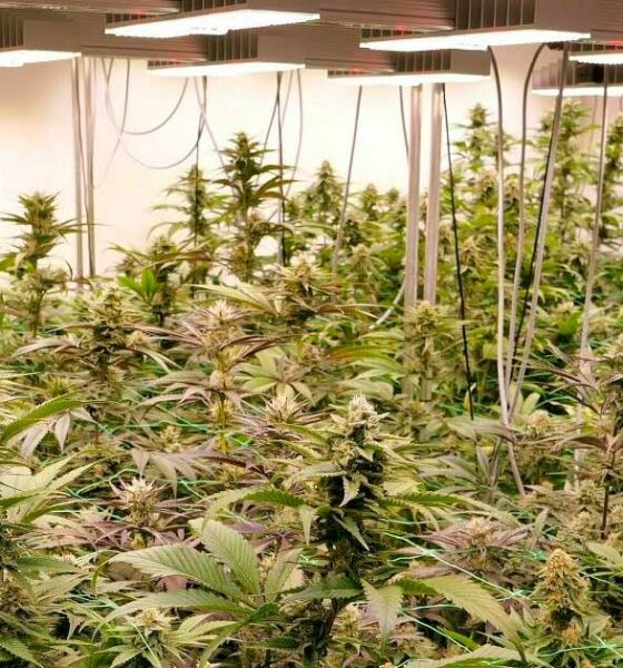 Proefproject voor recreatieve cannabis in Duitsland