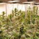 Proefproject voor recreatieve cannabis in Duitsland