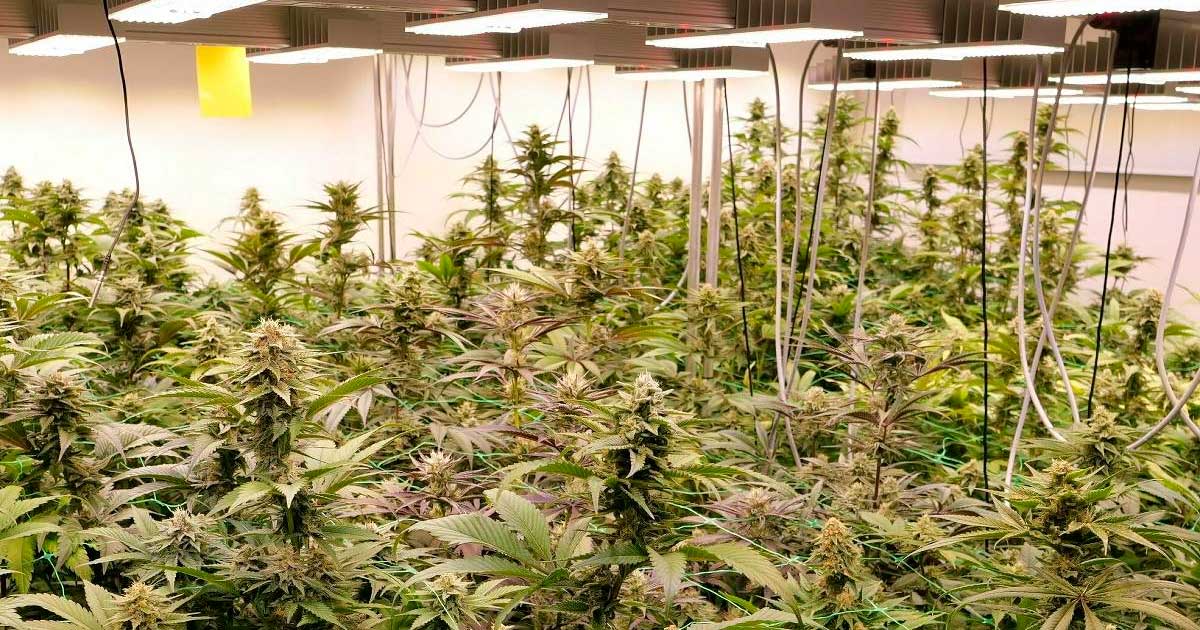 Proefproject voor recreatieve cannabis in Duitsland