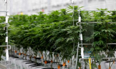 Poll over medicinale cannabis in Frankrijk