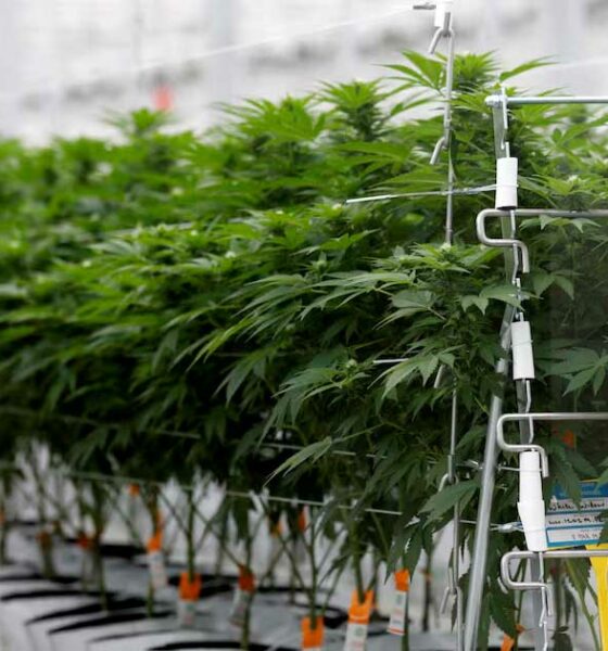 Poll over medicinale cannabis in Frankrijk
