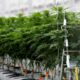 Poll over medicinale cannabis in Frankrijk