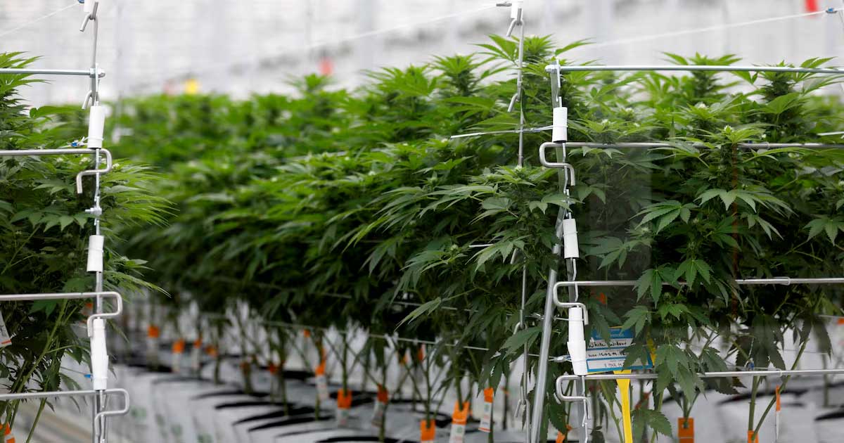 Poll over medicinale cannabis in Frankrijk