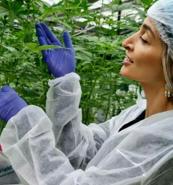 Turbo Cannabis in Israël