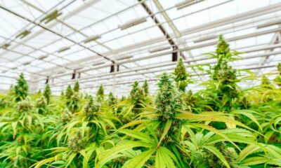 Debat over de legalisering van cannabis in Argentinië