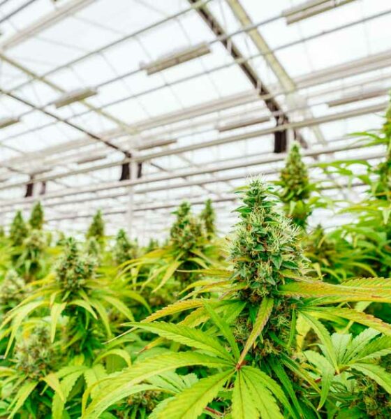 Debat over de legalisering van cannabis in Argentinië