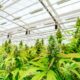 Debat over de legalisering van cannabis in Argentinië