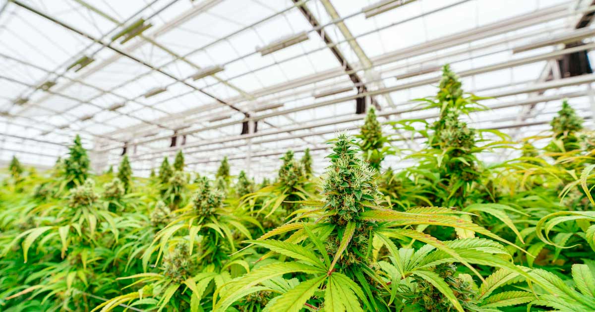 Debat over de legalisering van cannabis in Argentinië