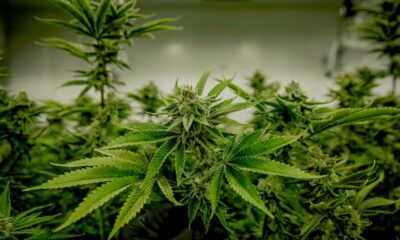 Cannabis en testosteron