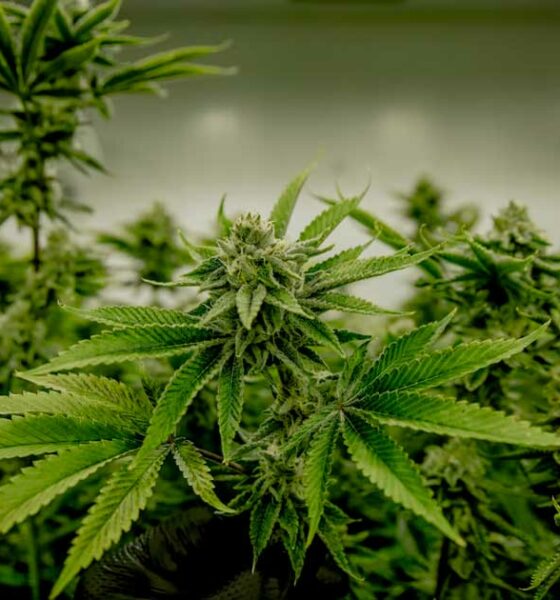 Cannabis en testosteron
