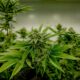 Cannabis en testosteron