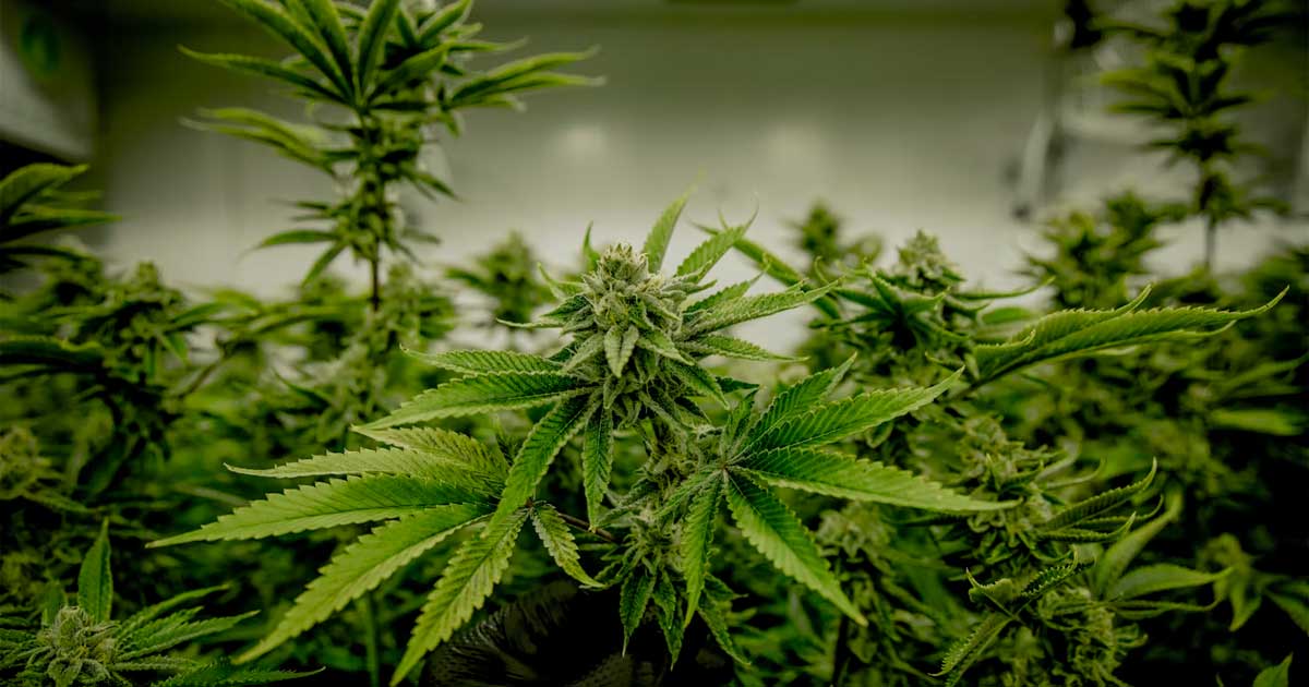 Cannabis en testosteron