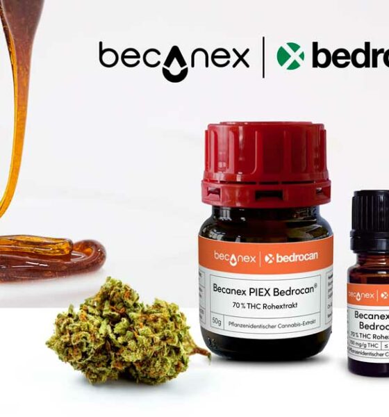 Bedrocan cannabis concentraat