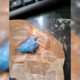 Blauwe hasj bij PINACA