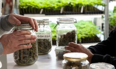 Cannabis vermindert overdoses opiaten