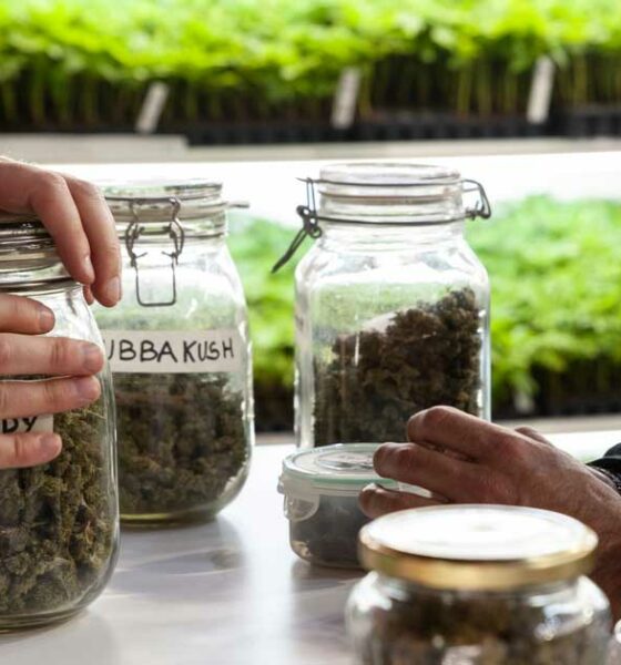 Cannabis vermindert overdoses opiaten