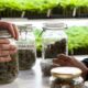 Cannabis vermindert overdoses opiaten