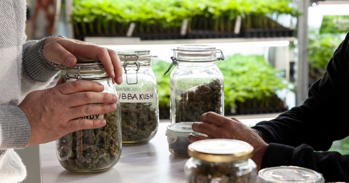 Cannabis vermindert overdoses opiaten