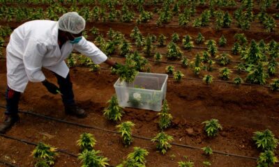 In afwachting van de legalisering van cannabis in Zuid-Afrika