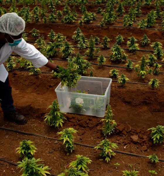 In afwachting van de legalisering van cannabis in Zuid-Afrika