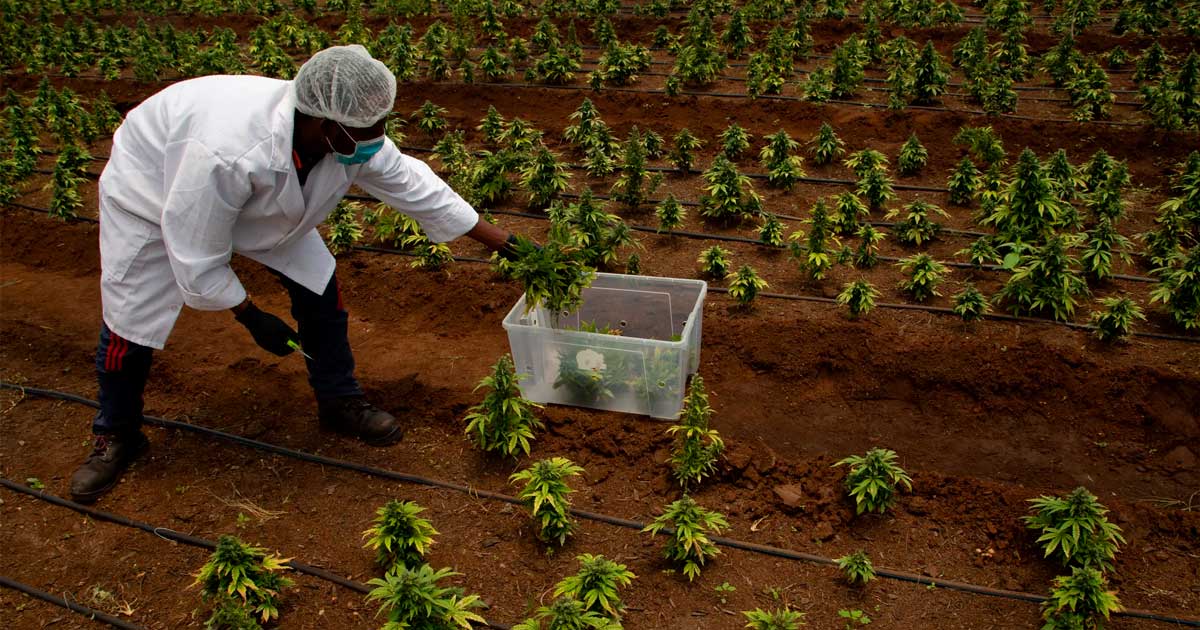 In afwachting van de legalisering van cannabis in Zuid-Afrika