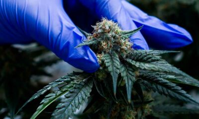 Medicinale cannabis in Marokko