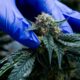 Medicinale cannabis in Marokko