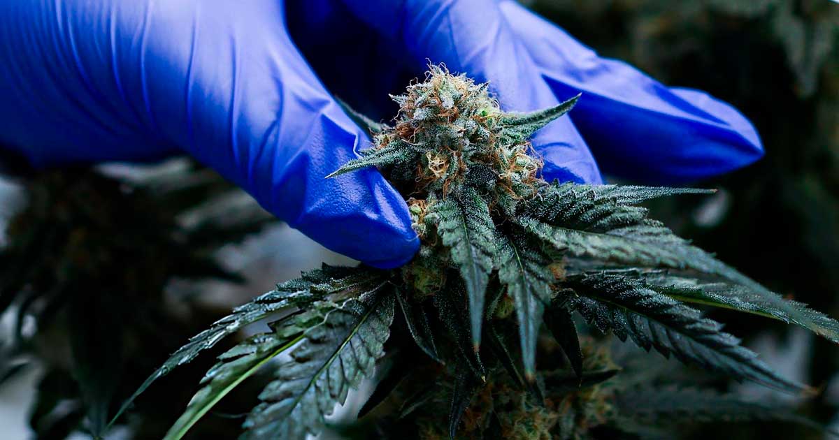 Medicinale cannabis in Marokko