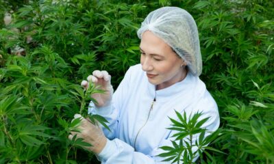 Hennep met 1% THC in Brazilië