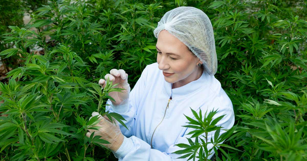 Hennep met 1% THC in Brazilië