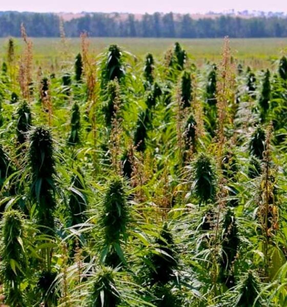 Maximaal 1% THC in hennep in Canada
