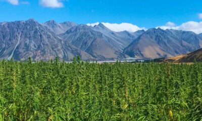 Hennep met 1% THC in Nieuw-Zeeland