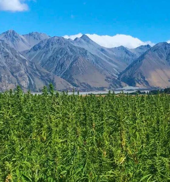 Hennep met 1% THC in Nieuw-Zeeland