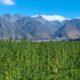 Hennep met 1% THC in Nieuw-Zeeland