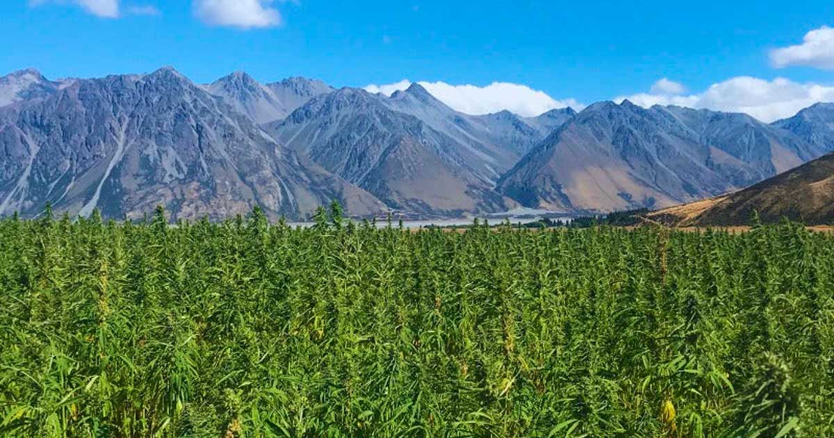 Hennep met 1% THC in Nieuw-Zeeland