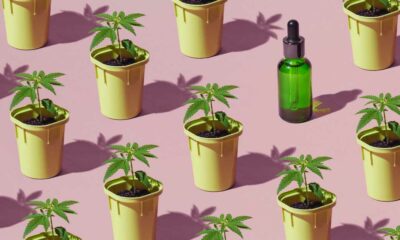 Evaluatie van het Franse cannabisproefproject