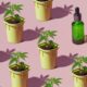 Evaluatie van het Franse cannabisproefproject