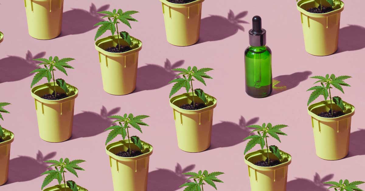 Evaluatie van het Franse cannabisproefproject