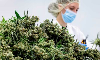 Medicinale cannabisbloemen in Duitsland