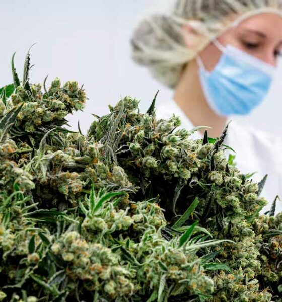 Medicinale cannabisbloemen in Duitsland