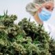 Medicinale cannabisbloemen in Duitsland