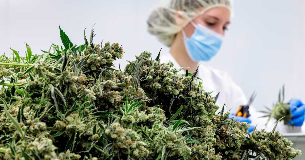 Medicinale cannabisbloemen in Duitsland
