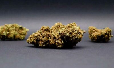 CBD-bloemen in Italië