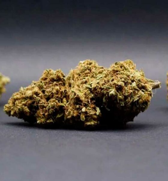 CBD-bloemen in Italië
