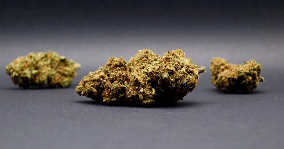 CBD-bloemen in Italië